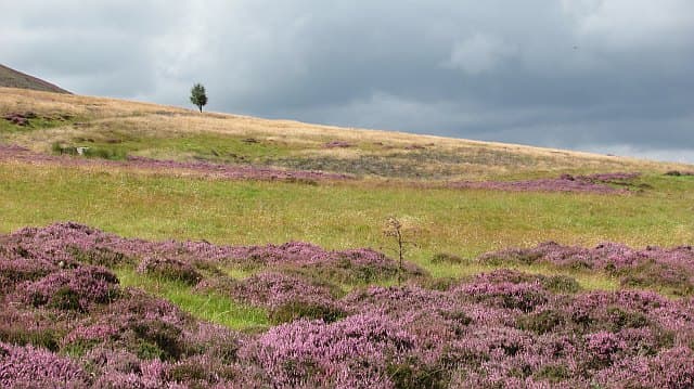 Dirrington Great Law