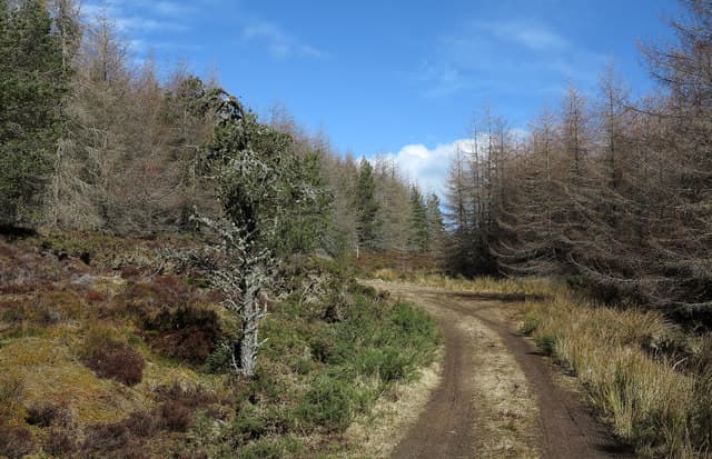 Cnoc Corr Guinie