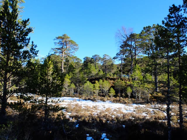 Glen Affric