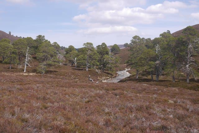 Glen Quoich