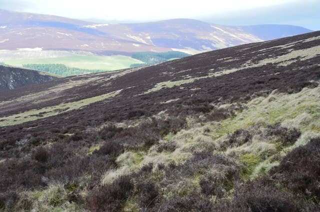 Deuchar Law