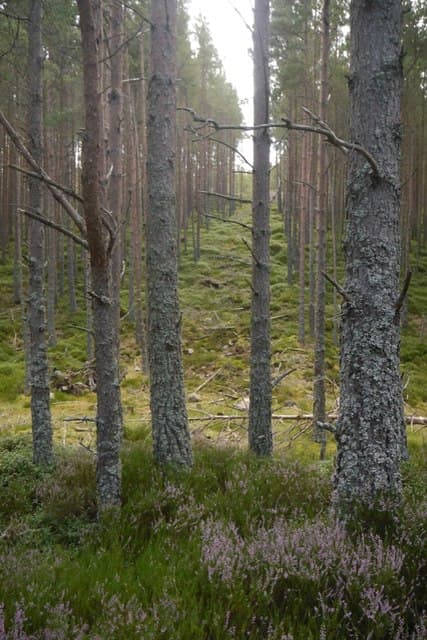 Creag Ghiubhais