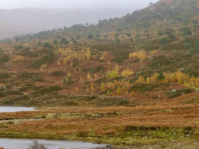 Glen Cannich