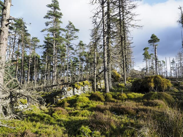 Drummond Hill