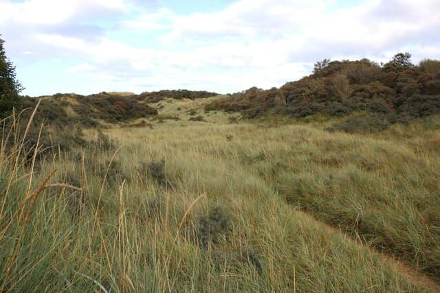 Gullane Bents