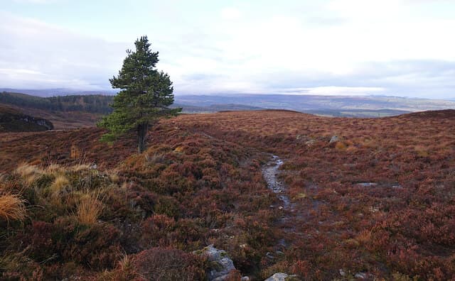 Carn a' Bhodaich