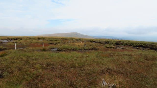 Wind Fell