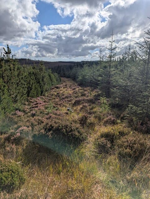 Shaw Hill