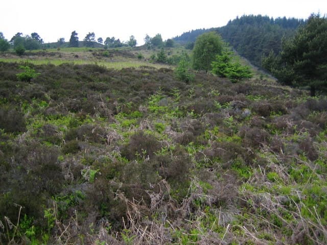 Hill of Goauch